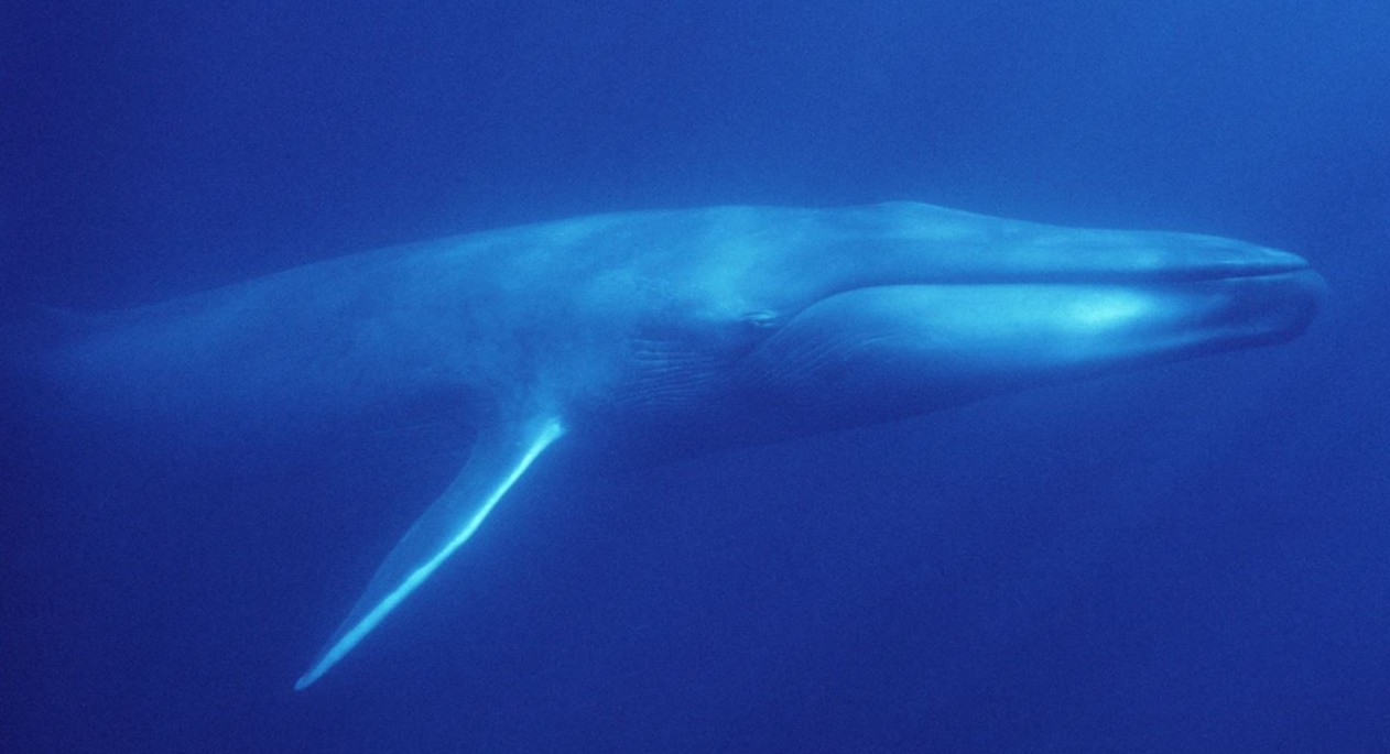 https://roar.world/english/reports/wp-content/uploads/2015/08/5_bluewhale_endangered-e1439462453311.jpg