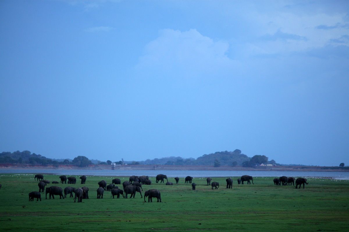 https://roar.world/english/reports/wp-content/uploads/2015/11/Elephants_gather_for_water_in_the_plains_at_Minneriya_National_Park_in_Sri_Lanka._It_is_one_of_the_largest_gathering_of_-_Flickr_-_Al_Jazeera_English-e1447756655469.jpg