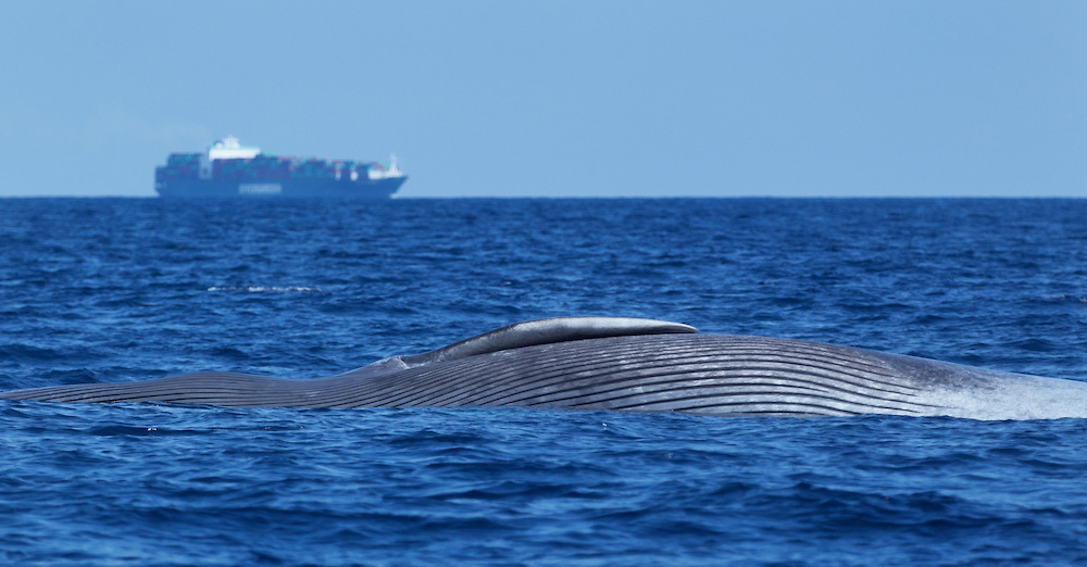 https://roar.world/english/reports/wp-content/uploads/2015/11/dead-blue-whale-container-ship-indian-ocean-sri-lanka-201204-0738.jpg