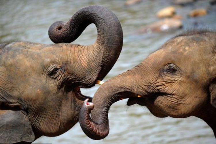 https://roar.world/english/reports/wp-content/uploads/2016/02/Baby-elephants.jpg